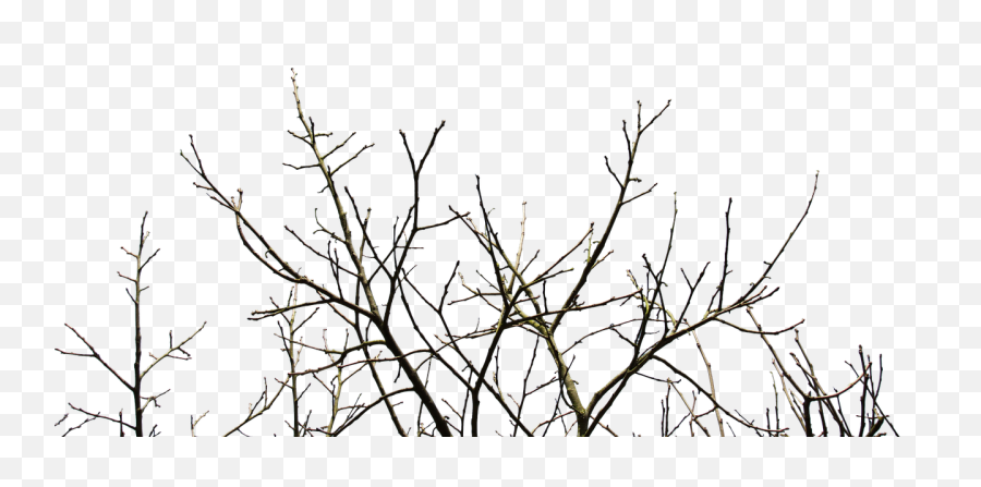 Png Rami 4 Image - Tree Branch Png,????? Png