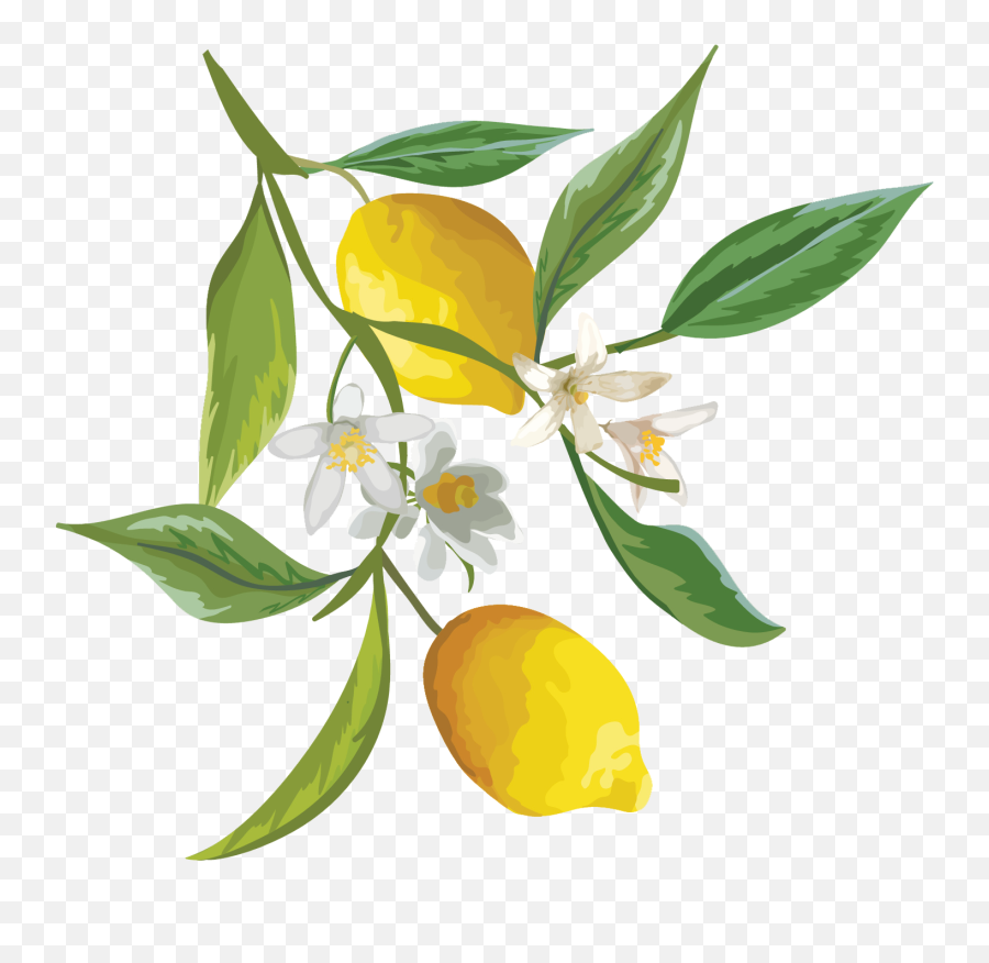 Drawing Lemons Citrus Transparent U0026 Png Clipart Free - Watercolor Lemon Branch Png,Lemon Clipart Png