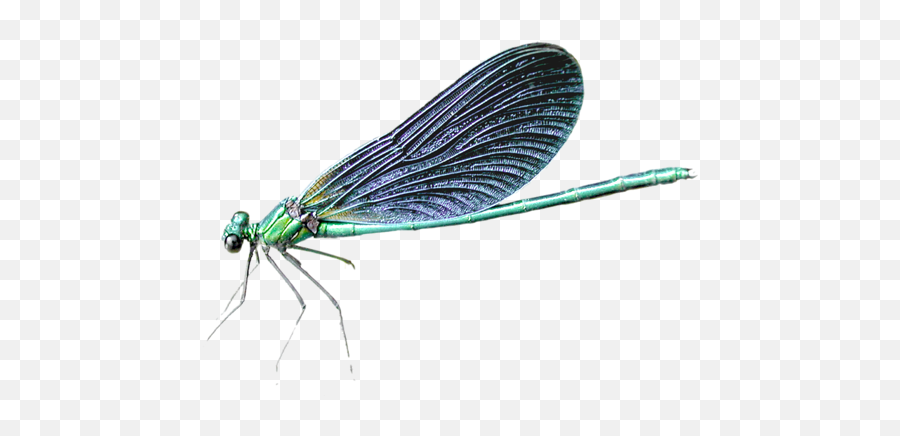 Download Dragonfly Png Transparent - Dragonfly Transparent Background,Dragonfly Png