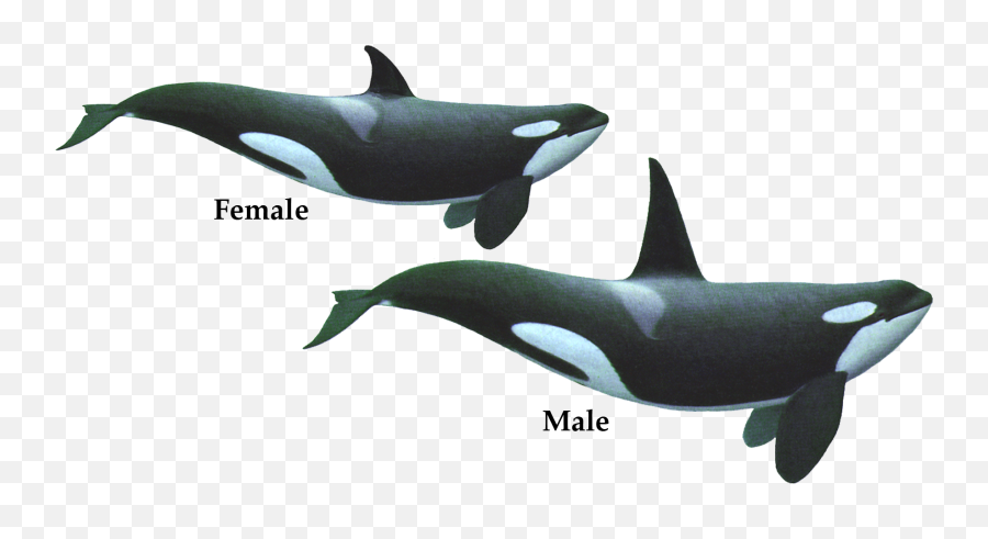 Orca Clipart White Background Picture - Male And Female Orca Png,Orca Png