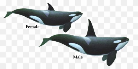 Orca Clipart White Background Picture - Male And Female Orca Png,Orca Png