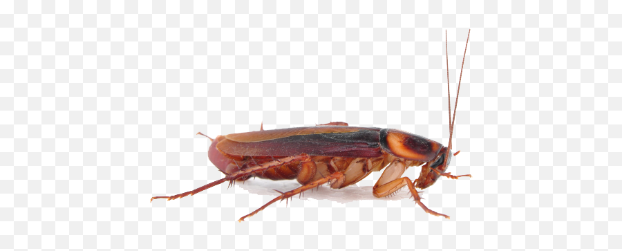 Roach Png 5 Image - Transparent Background Cockroach Png,Roach Png