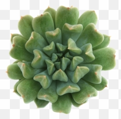 Succulent Png Image - One Succulent Plant Clipart Transparent Pink,Succulent Png