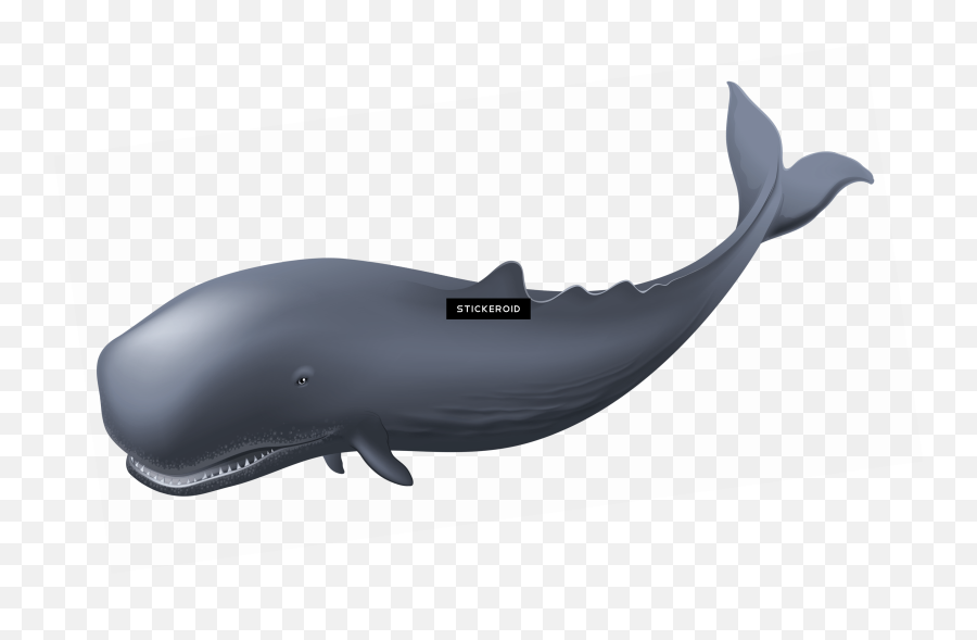 Clipart - Clip Art Png,Whale Clipart Png