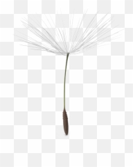 Download White Dandelion Png Image