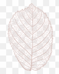 Freebie Hand Drawn Leaf Skeleton Vectors - Crochet Png,Skeleton Hand Png