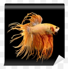 Siamese Fighting Fish Betta - Siamese Fighting Fish Png,Betta Fish Png