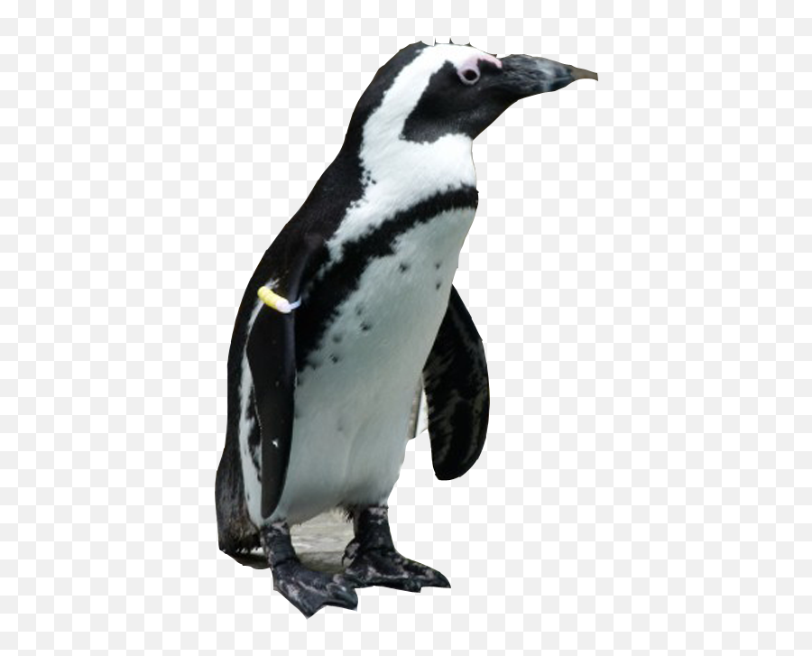 Penguin Png Download Image Arts - Penguin Png,Penguin Transparent Background