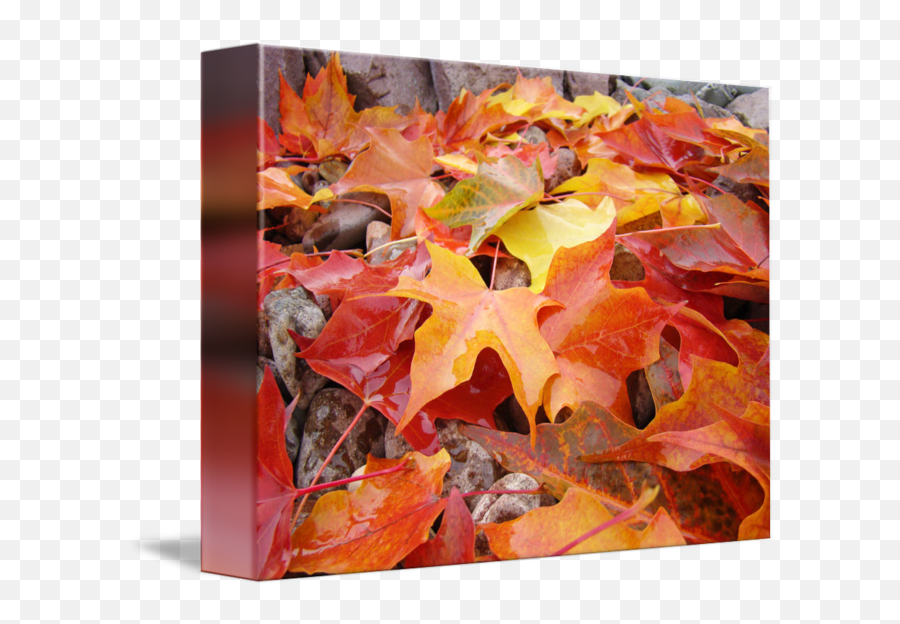 Fall Leaves Falling - Maple Leaf Png Download Original Maple Leaf,Falling Leaves Png