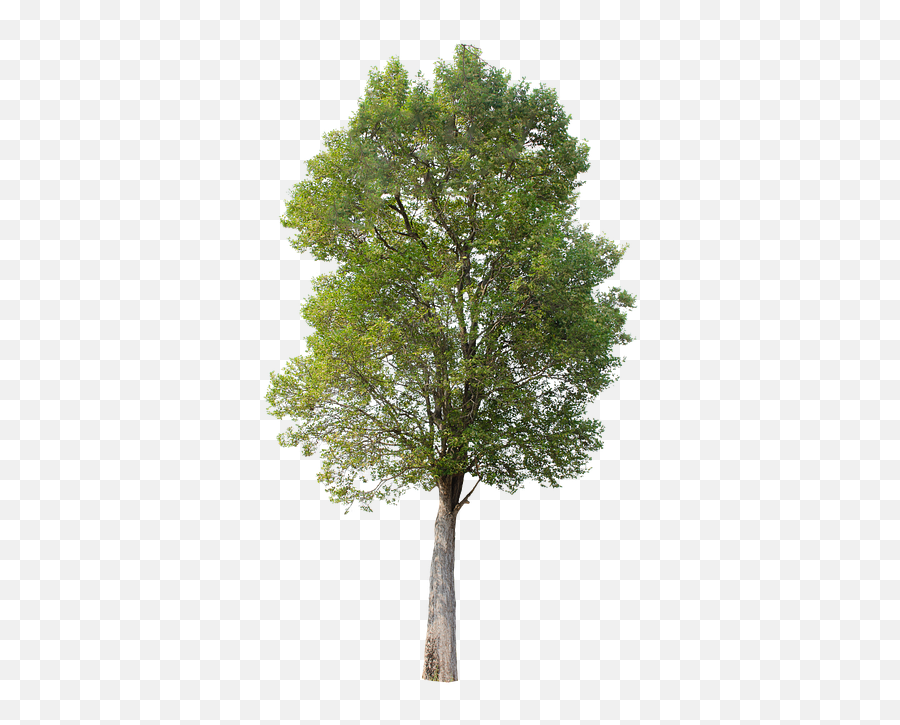 Tree Green Isolated - Hawthorn Tree Png,Green Tree Png