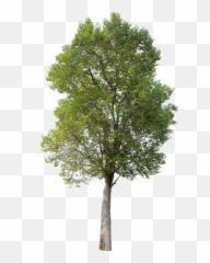 Tree Green Isolated - Hawthorn Tree Png,Green Tree Png
