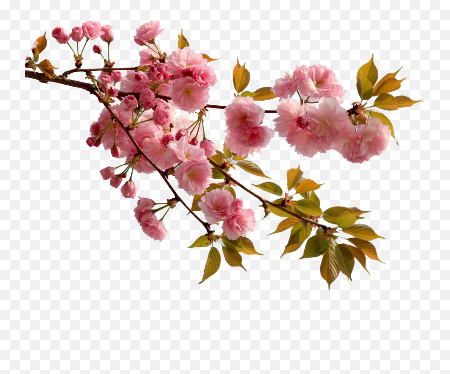 Cherry Blossom Flower Peach - Real Sakura Flower Png,Cherry Blossoms Png