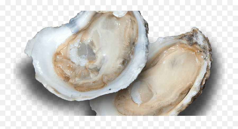 Download Oyster Png Image With No - Tiostrea Chilensis,Oysters Png