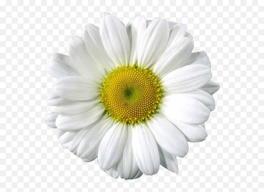 Daisy Clip Arts Photoshop Flowers Flower Pictures - Realistic Daisy Clip Art Png,Daisies Png