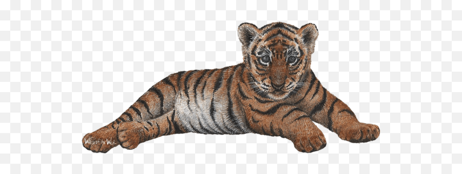 Tiger Cub - Transparent Tiger Cub Png,Jungle Animals Png