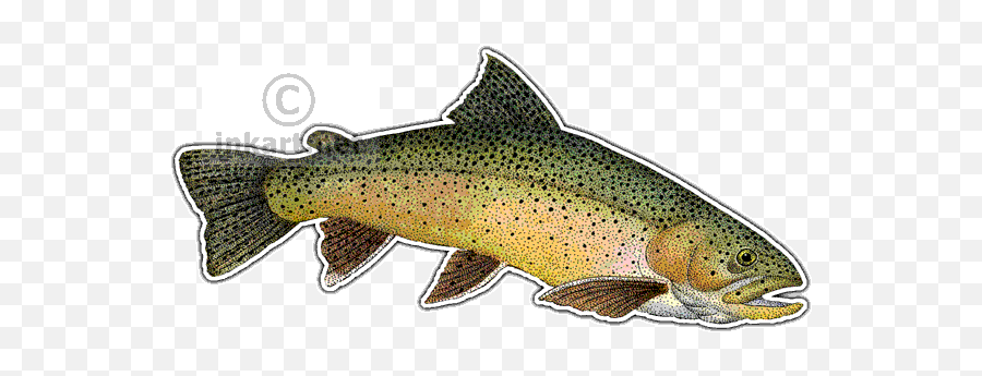 Download Wildlife Art - Trout Drawing Png,Trout Png