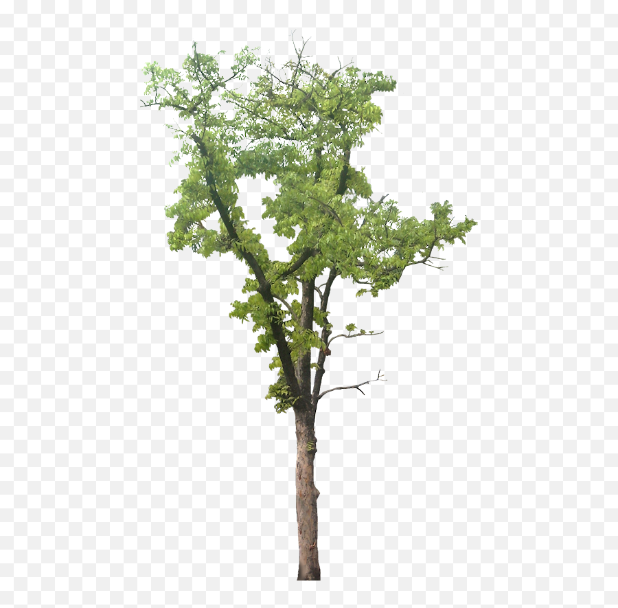 Swietenia Mahagoni Macrophylla - Stem Images Without Background Png,Tree Transparent