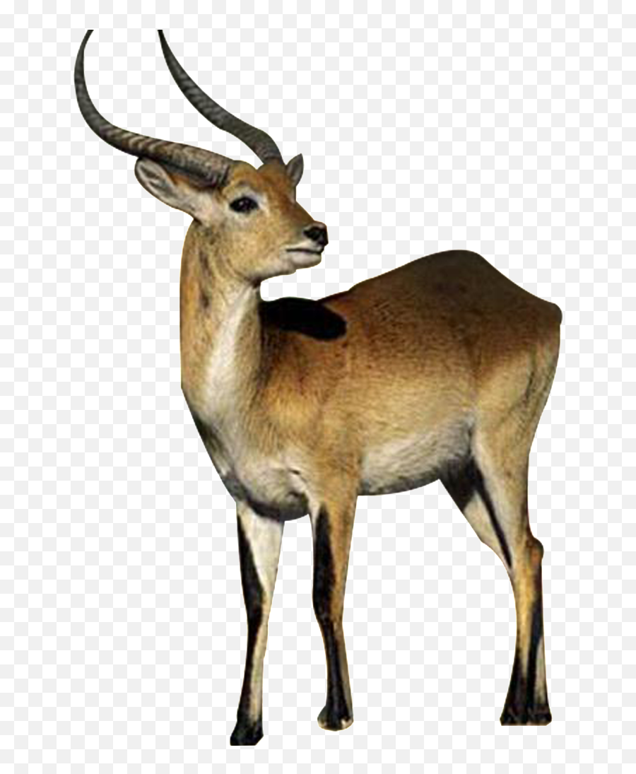 Download Hd Beautiful Tibetan Antelope Static Png - Antelope Png,Antelope Png