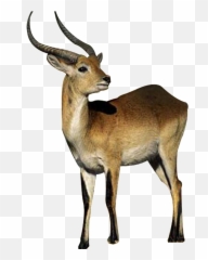 Download Hd Beautiful Tibetan Antelope Static Png - Antelope Png,Antelope Png