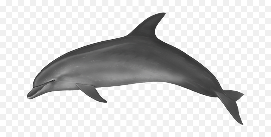 Download Spinner Dolphin Clipart - Dolphin With No Background Png,Dolphin Transparent Background