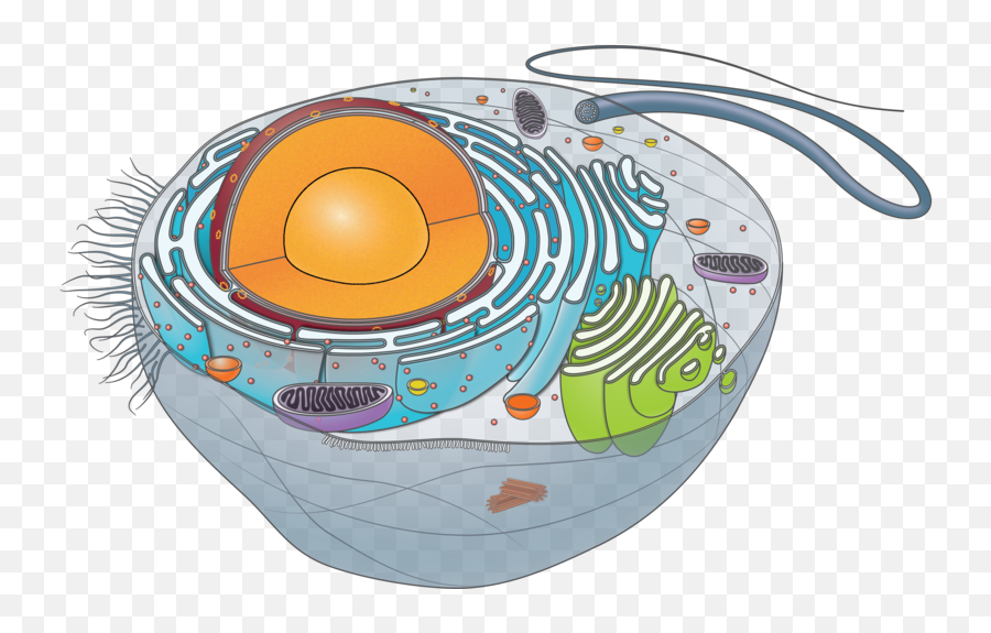 Animal Cell - Transparent Animal Cell Png,Cell Png