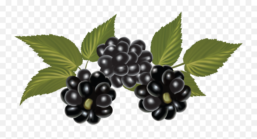 Blackberry Png Image - Fruit Blackberry Png,Blackberries Png