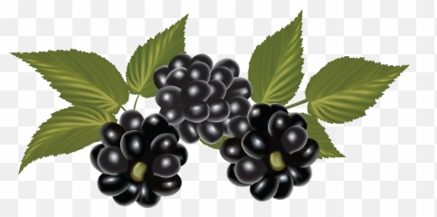 Blackberry Png Image - Fruit Blackberry Png,Blackberries Png