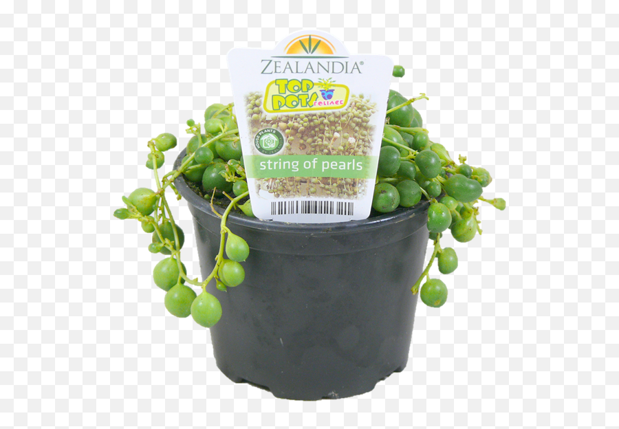 10cm String Of Pearls - Senecio Rowleyanus Bunnings Warehouse Flowerpot Png,String Of Pearls Png