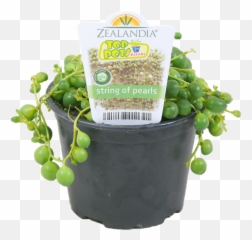 10cm String Of Pearls - Senecio rowleyanus Bunnings Warehouse Flowerpot png