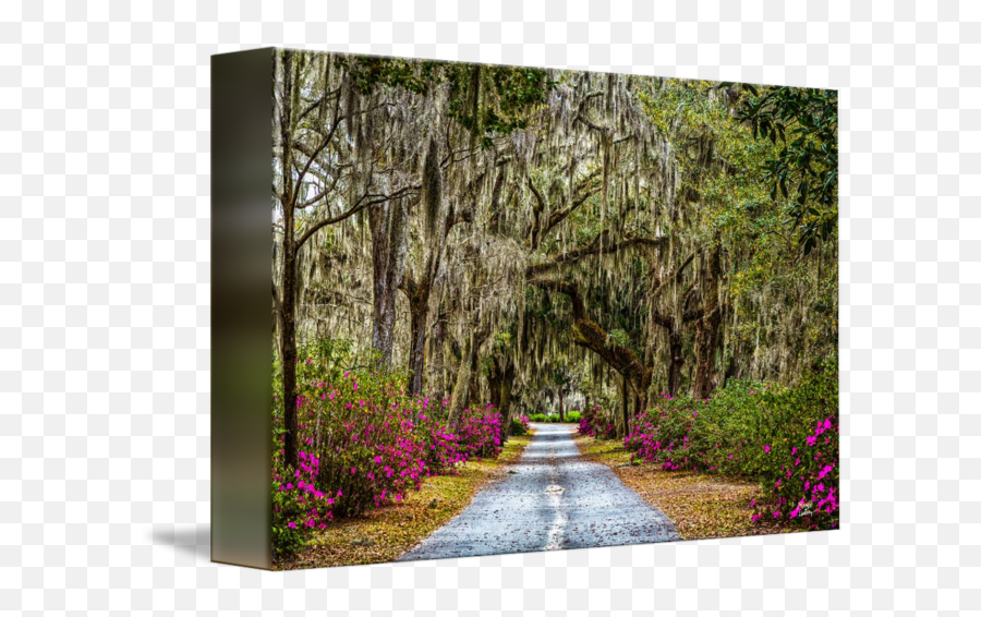 46081 Azaleas And Spanish Moss - Natural Landscape Png,Spanish Moss Png