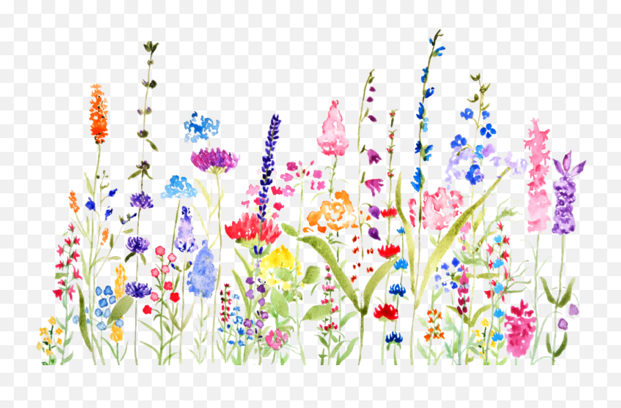 Colorful Wildflower Fields Watercolor - Wild Flower Drawing Color Png,Wildflowers Png