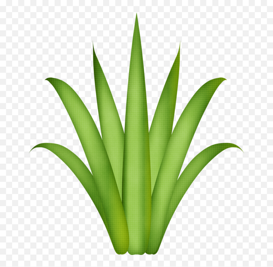 Leaf Template Tree Leaves Paper - Easy Aloe Vera Drawing Png,Aloe Vera Plant Png