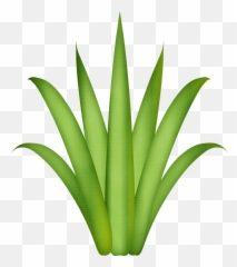 Leaf Template Tree Leaves Paper - Easy Aloe Vera Drawing png