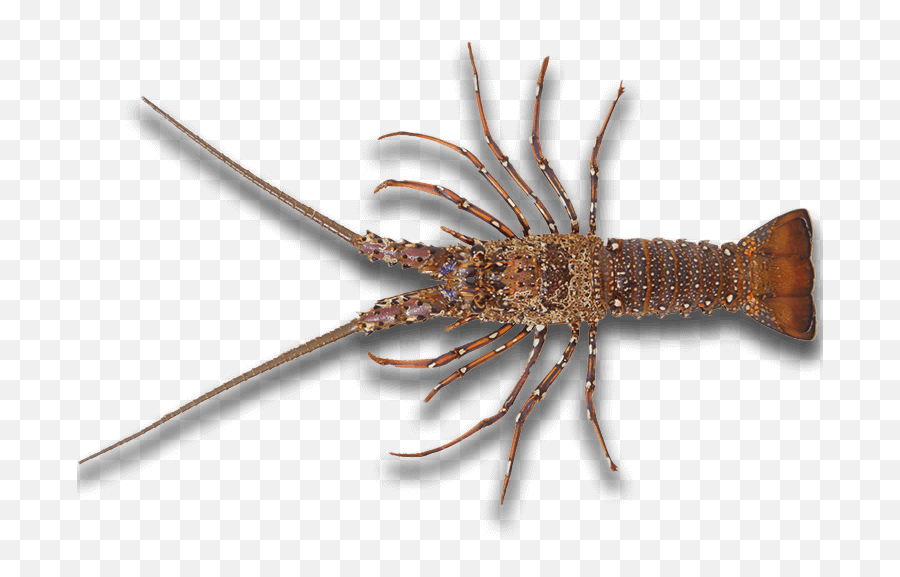 Sourcing Our Seafood Red Lobster Restaurants - Rock Lobster Png,Red Lobster Icon