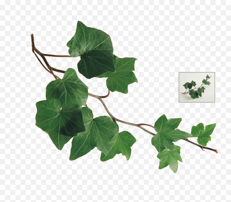 Ivy Leaf Plant Vine - Transparent Ivy Leaf Png,Ivy Png