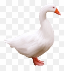 Free Png Goose Images Transparent - Portable Network Graphics,Goose Transparent