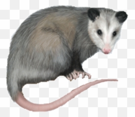 Opossum Png U0026 Free Opossumpng Transparent Images 32117 - PNGio
