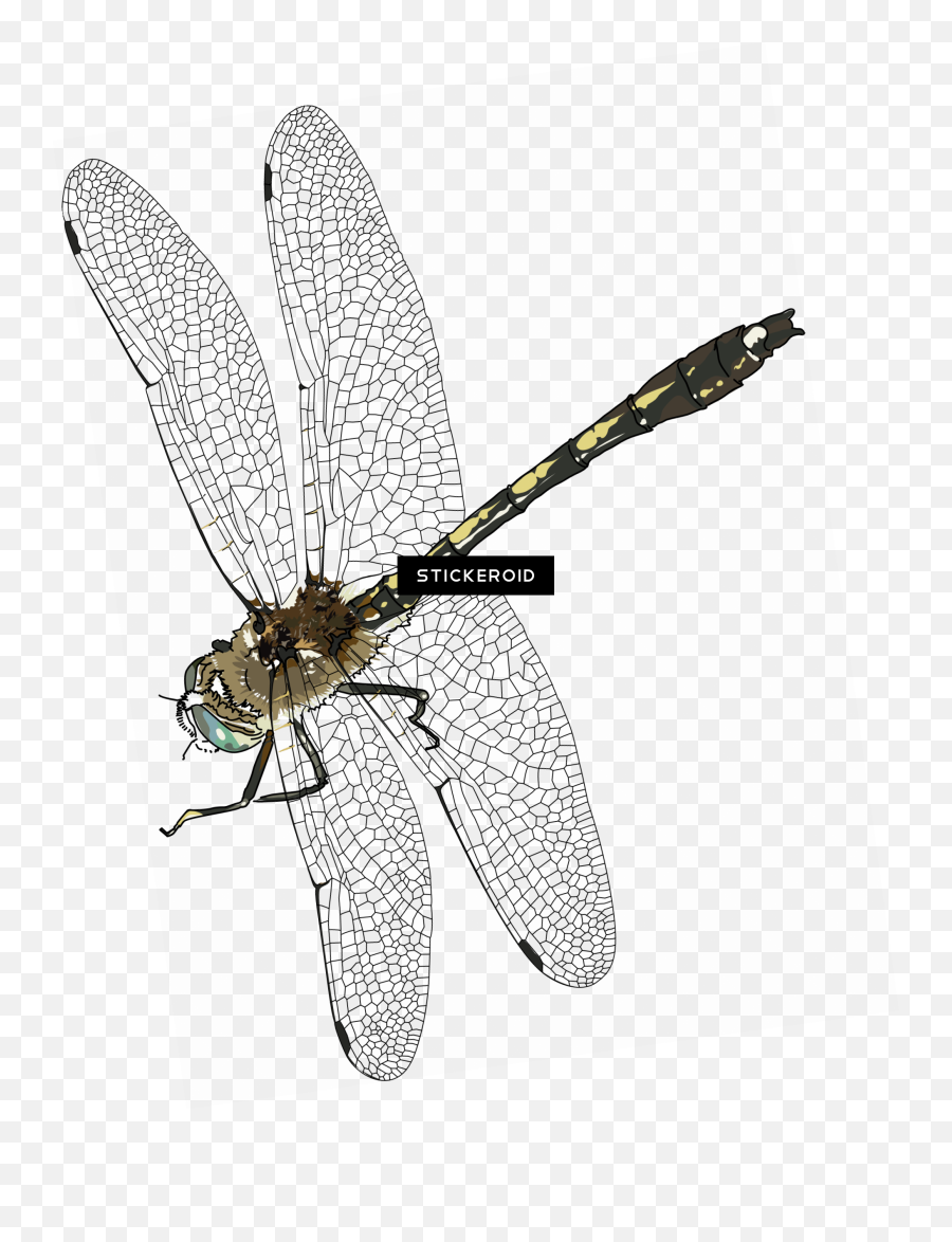 Dragonfly Transparent Background - Dragonfly Transparent Png,Dragonfly Png