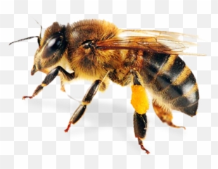 Transparent Png Images Icons And Clip Arts - Honey Bee