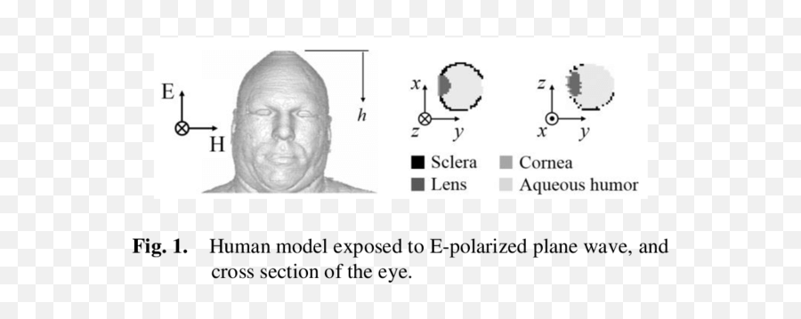 Illustrates The Brooks Anatomically Realistic Human Model 5 - Monochrome Png,Realistic Eye Png