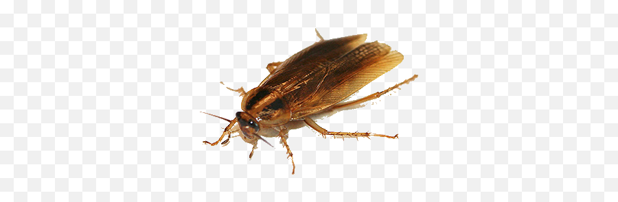 Roach Png Images Free Download - Ohio Cockroaches,Roach Png