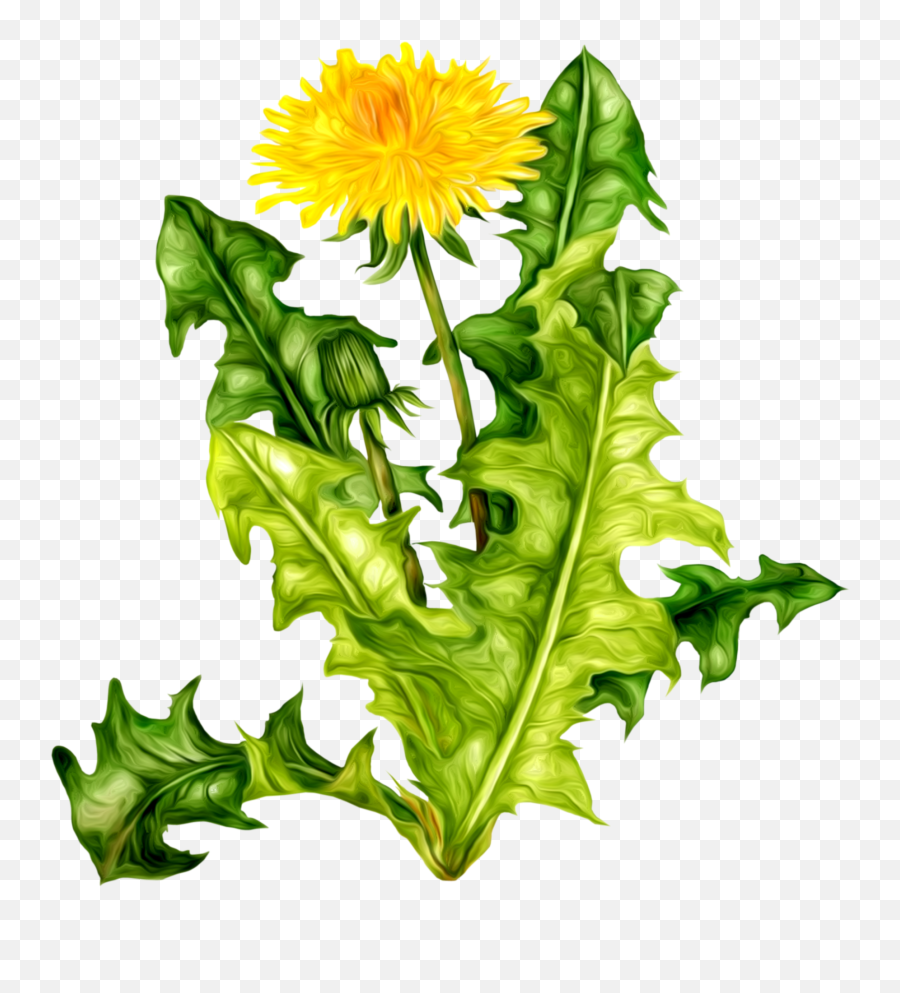 33 Dandelion Png Images Are Free To - Download Images Dandelion,Dandelion Png