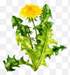 33 Dandelion Png Images Are Free To - Download