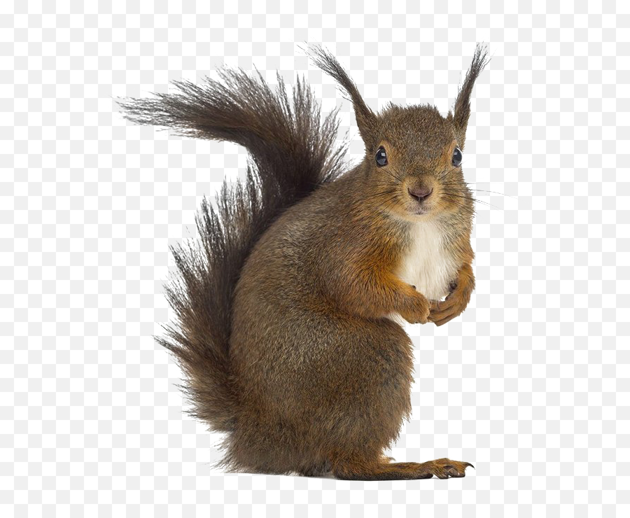 Squirrel Png Free Download - Squirrel White Background,Squirrel Transparent Background