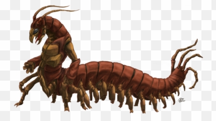 Download Hd Drawing Insect Centipede - Centipede Drawing Png,Centipede Png