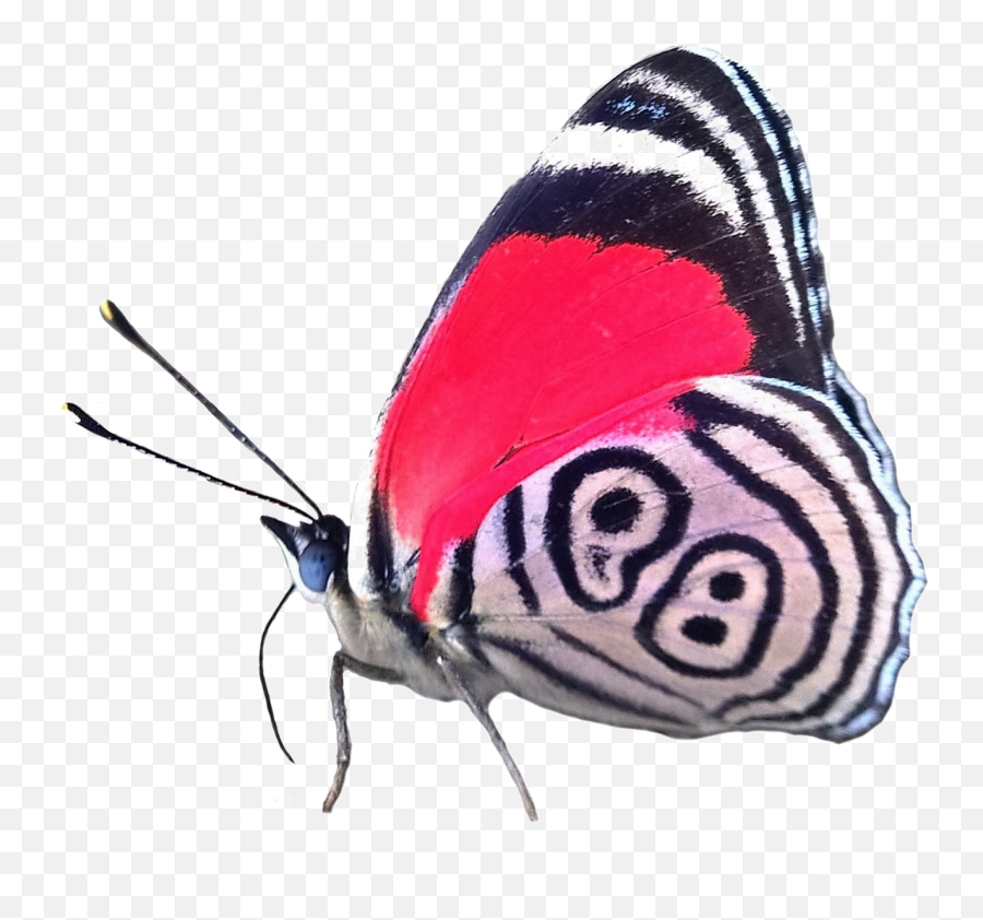 Adriana Realscientists - 88 Butterfly Full Diaethria Phlogea Png,Real Butterfly Png