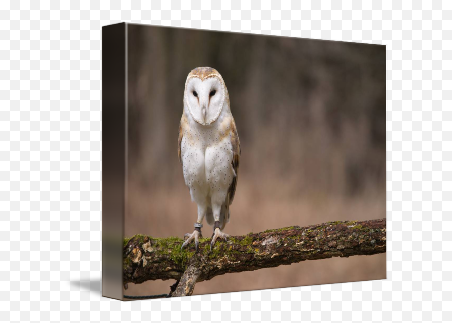 Barn Owl By Tony Moran - Barn Owl Png,Barn Owl Png