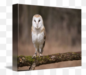Barn Owl By Tony Moran - Barn Owl Png,Barn Owl Png