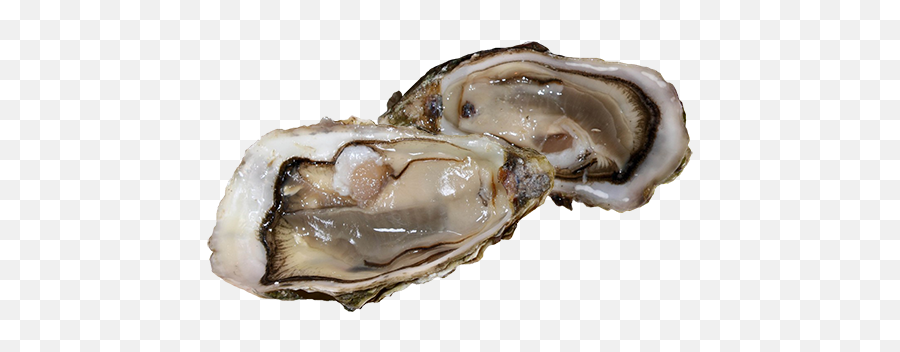 Clausen Oysters - Oysters Png,Oysters Png