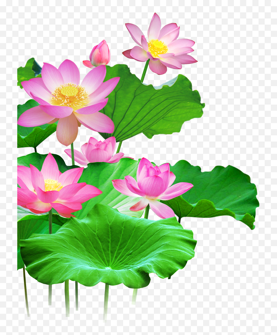 Download Mq Lotus Flower Flowers Pink Waters Green Leaf - Lotus Flower With Leaf Drawing Png,Lotus Flower Transparent Background